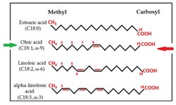Fatty acids